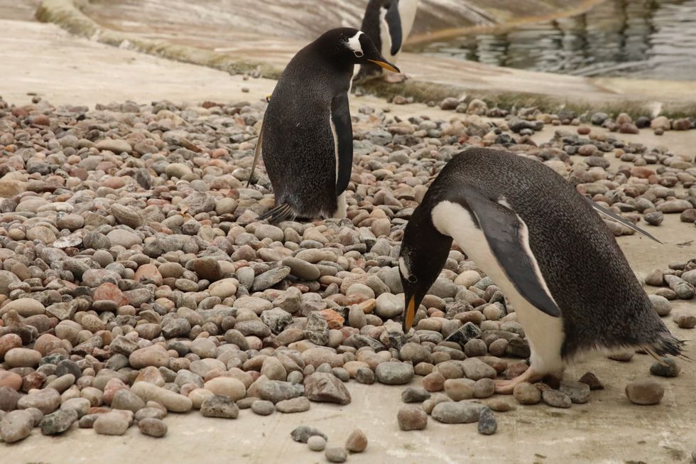 03_21_Gentoo penguin nest ring_2JG