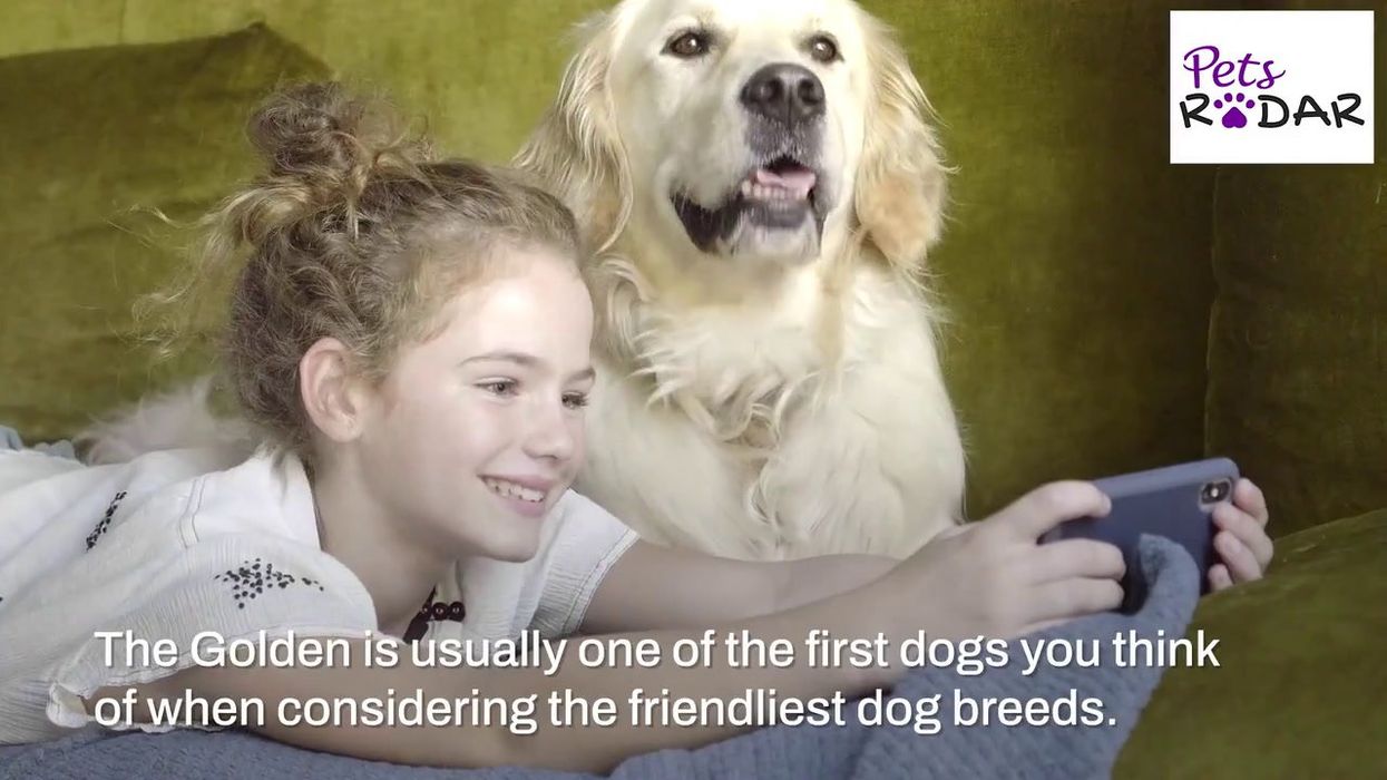 An unusual law about driving with pets could land you with a huge fine