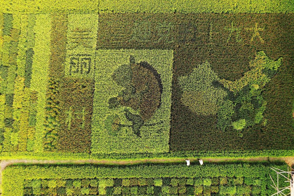 10 October 2017, an image of a map of China and the words 'welcoming the 19th Party Congress' created by different kinds of rice in a paddy in Shanghai. Picture: