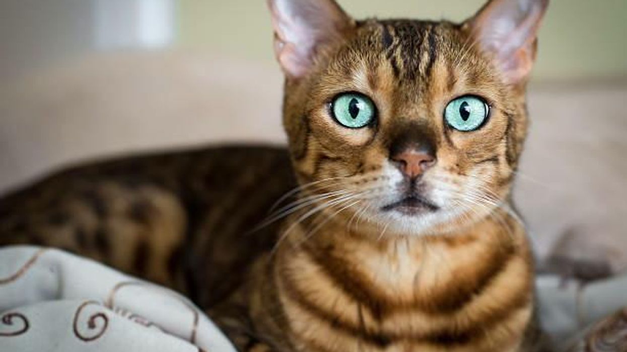 Cat miraculously saves its owner dying from a heart attack