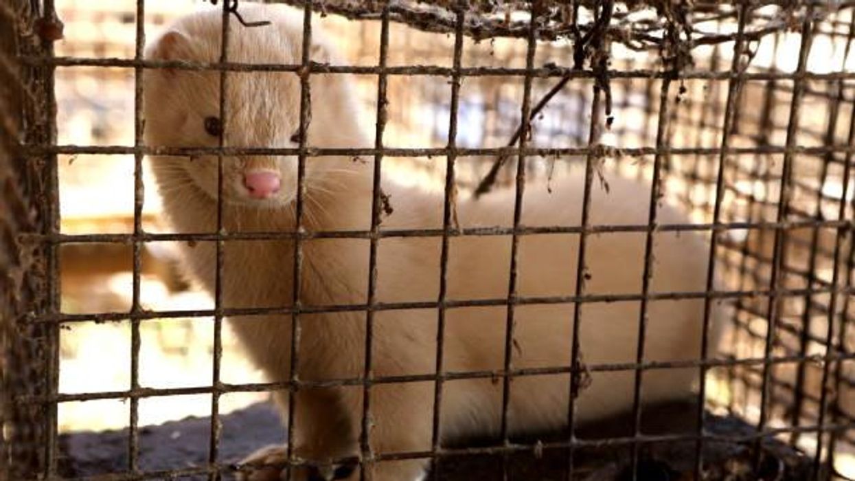 “俄亥俄州” Tiktok Meme解釋了