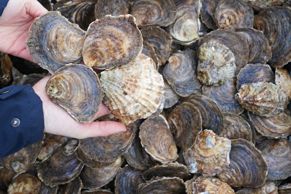 New reef created to home 10,000 wild oysters in North Sea