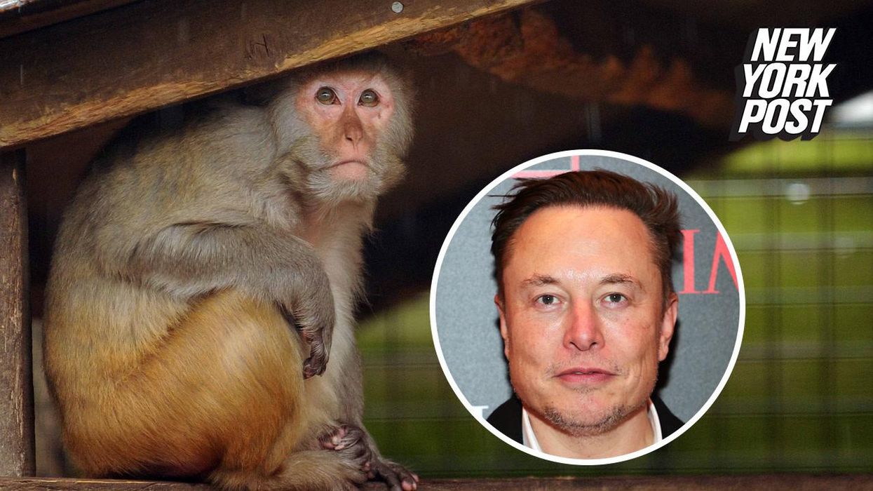 15 of 23 monkeys who have been planted with Elon Musk's Neuralink chip have reportedly died