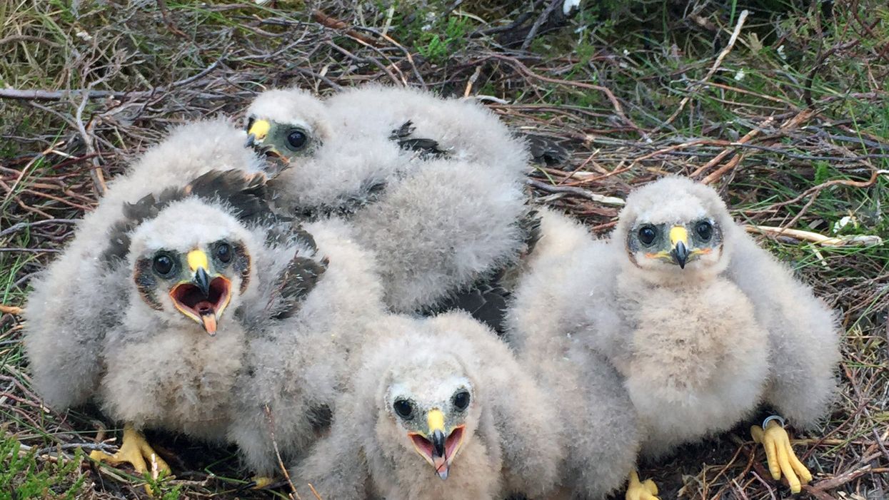 2021 has been a good year for rare Hen Harrier chicks in Northumberland (Handout/PA)