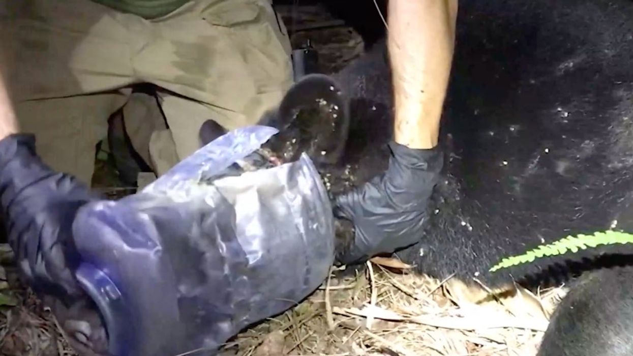 <p>250-pound female bear gets plastic container removed from its head</p>