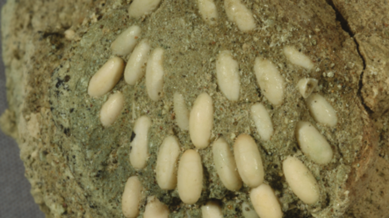 29 million-year-old 'egg pods' discovered in US national monument