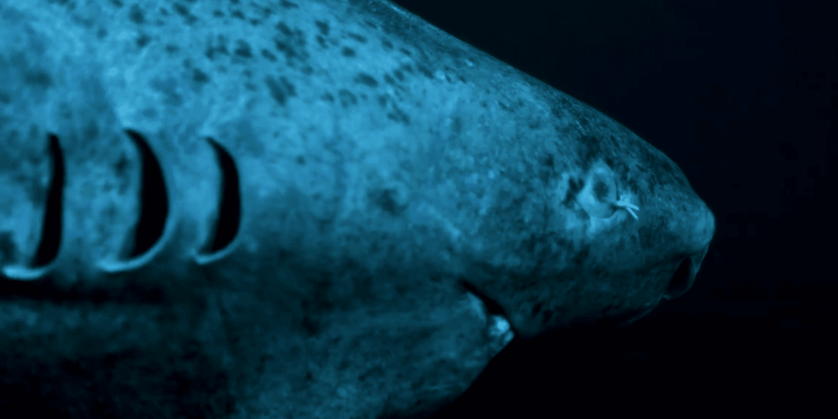 Scientists finally work out how Greenland sharks can live to 500 years old