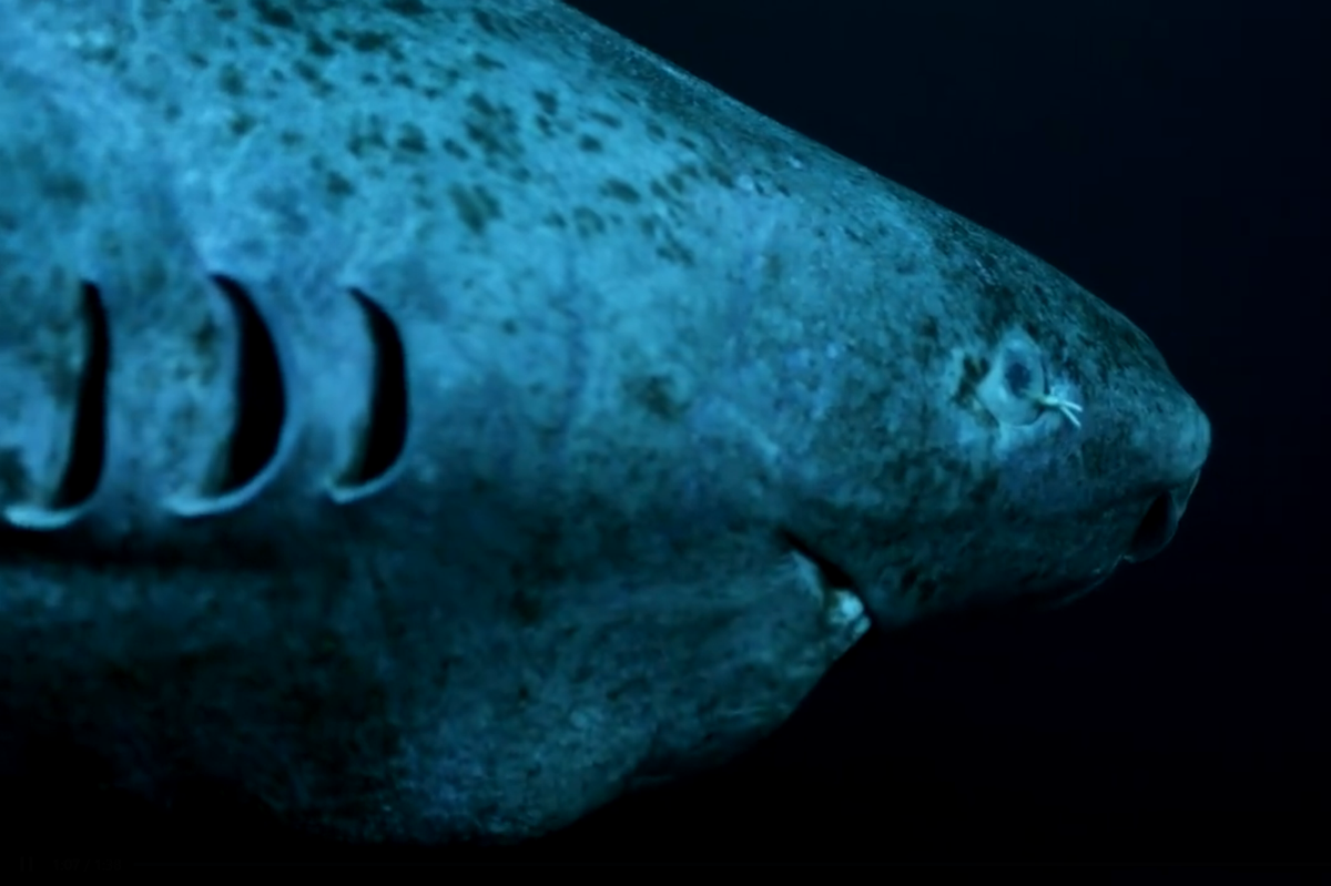 Scientists finally work out how Greenland sharks can live to 500 years old