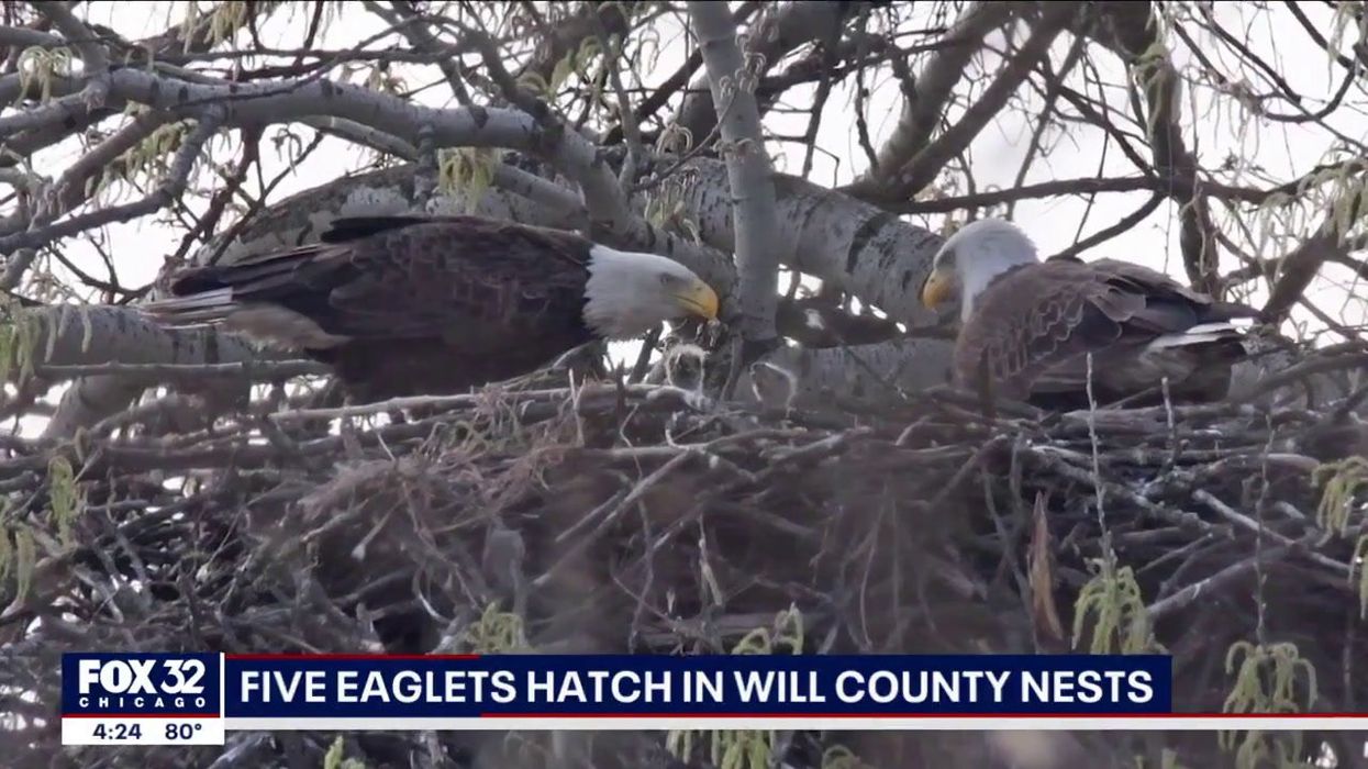 Eagle who went viral for trying to hatch a rock gets an eaglet of his own