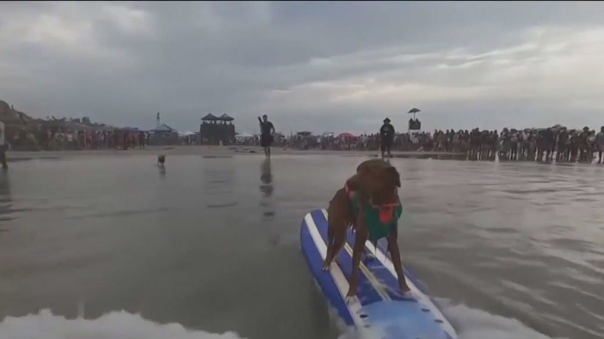 Over 50 dogs spotted surfing on beach in California for good cause