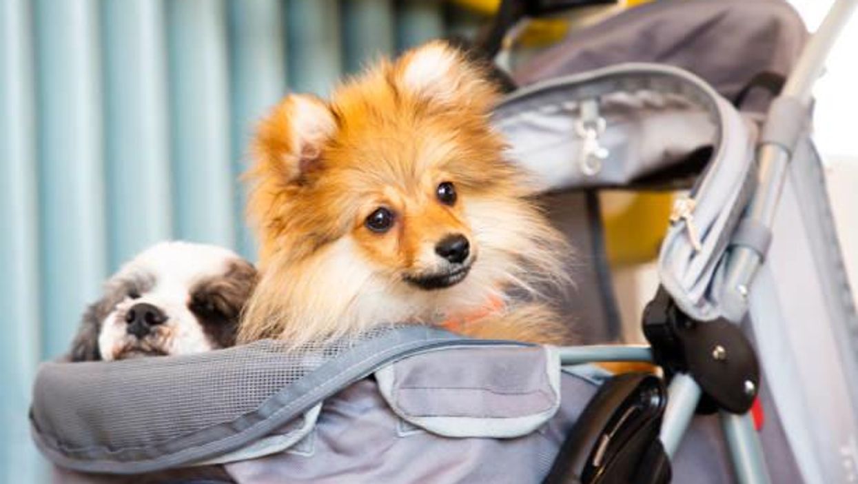 Man left stunned after his dog was given a speeding ticket