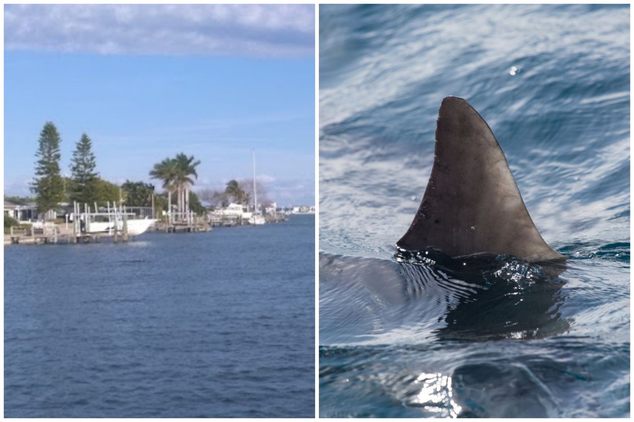 Man eaten by monster shark in front of his own home in 'real-life Jaws' scene