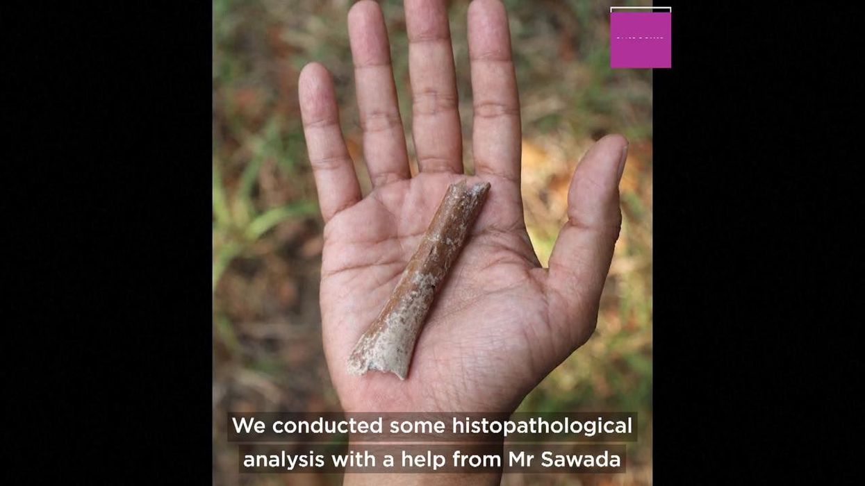 Scientists discover ancient human ‘hobbits’ were even shorter than experts had thought