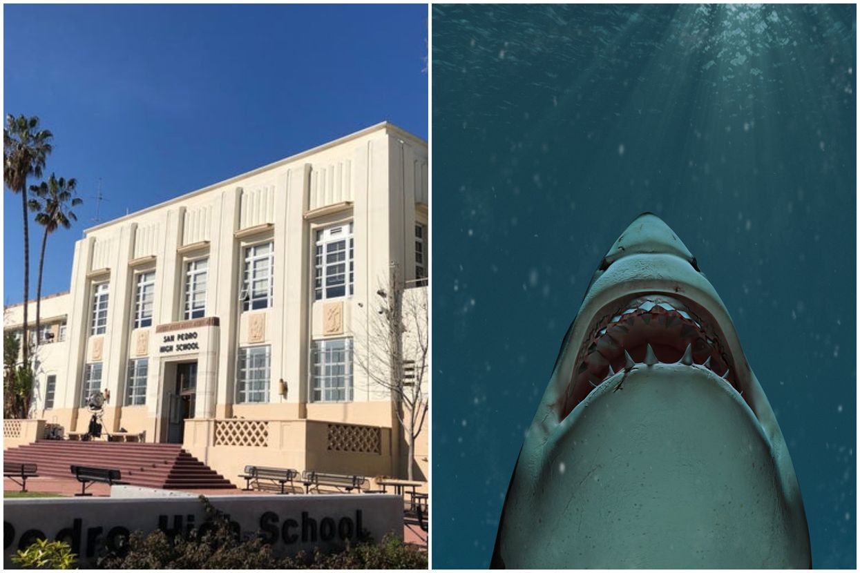 Builders dig beneath high school and discover megalodon shark
