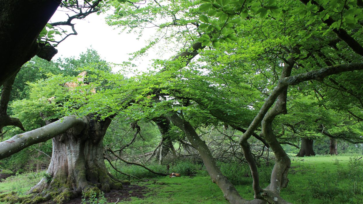 A 400-year-old walking beech tree on the Killerton estate being surveyed by the National Trust (Fi Hailstone/National Trust/PA)