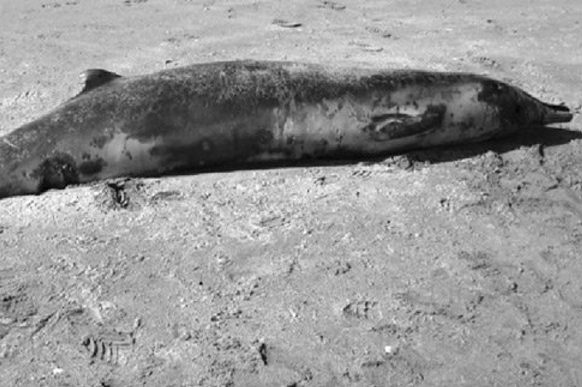A 5.3 metre-long female spade-toothed whale found in 2010 on Opape Beach, New Zealand