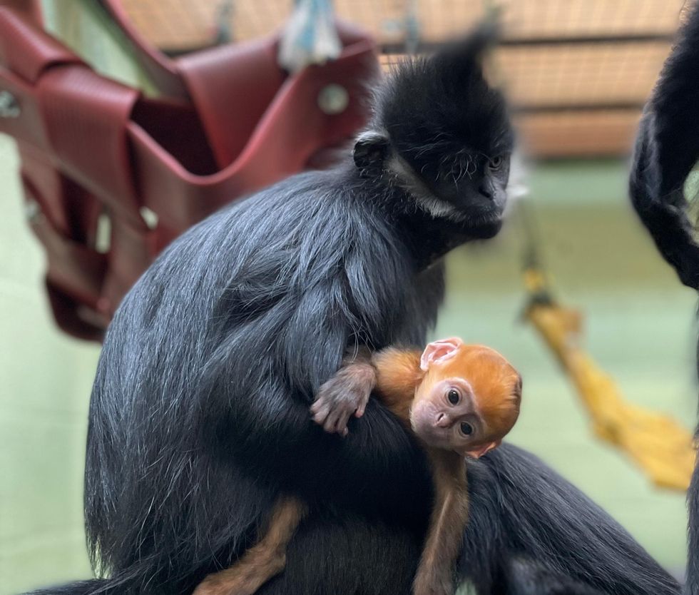 Bedfordshire zoo welcomes ‘ray of sunshine’ baby monkey