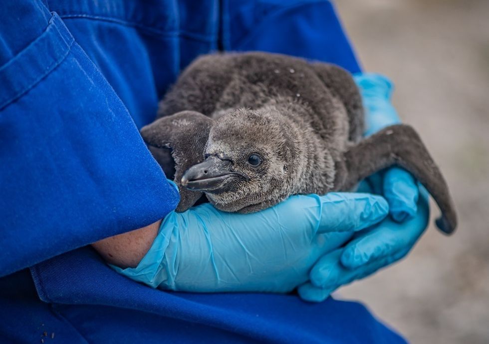 Zoo hails arrival of nine endangered penguin chicks