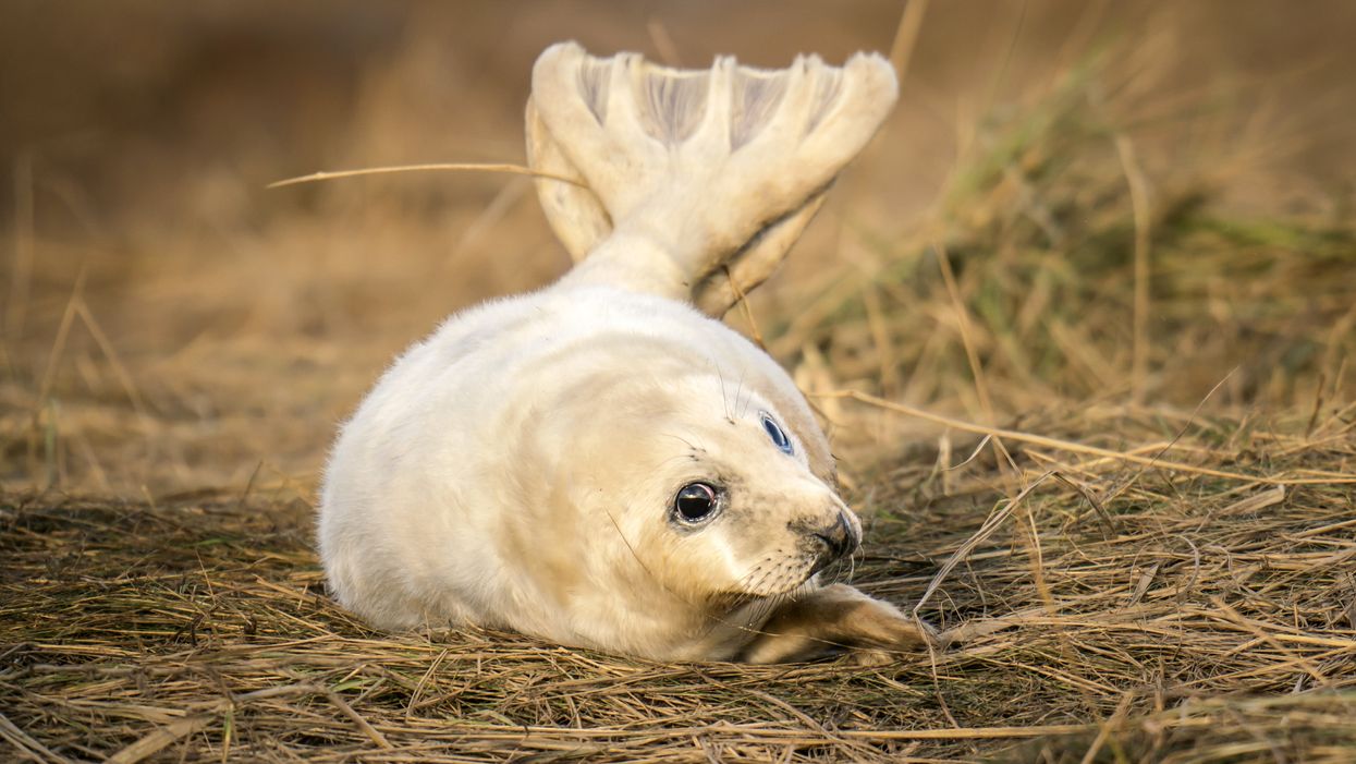 A baby seal pup at Donna Nook National Nature Reserve in Lincolnshire (Danny Lawson/PA)