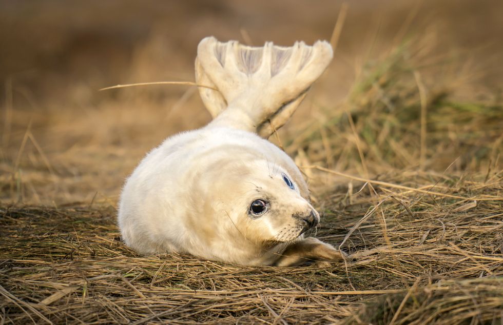 A baby seal pup at Donna Nook National Nature Reserve in Lincolnshire (Danny Lawson/PA)
