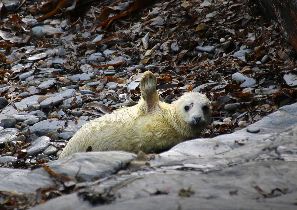 A baby seal