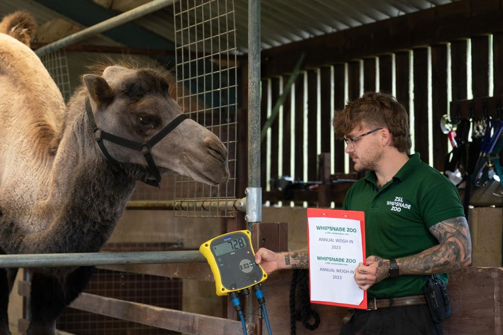 11,000 animals ‘lured’ on to scales at Bedfordshire zoo for annual weigh-in