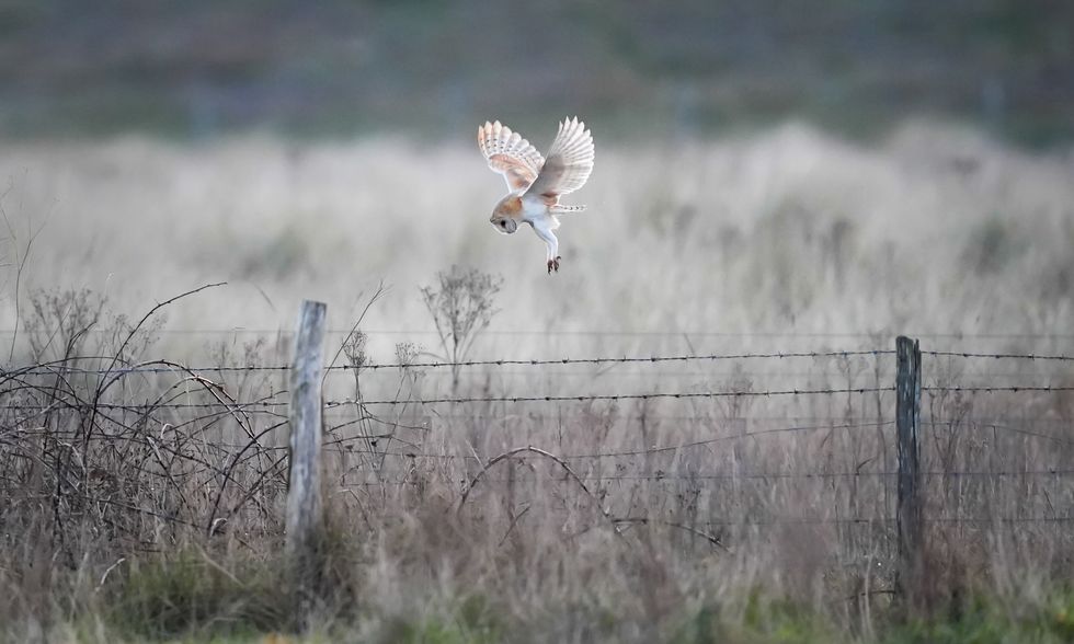 Barn owl breeding success for third year in a row on Co Down farm