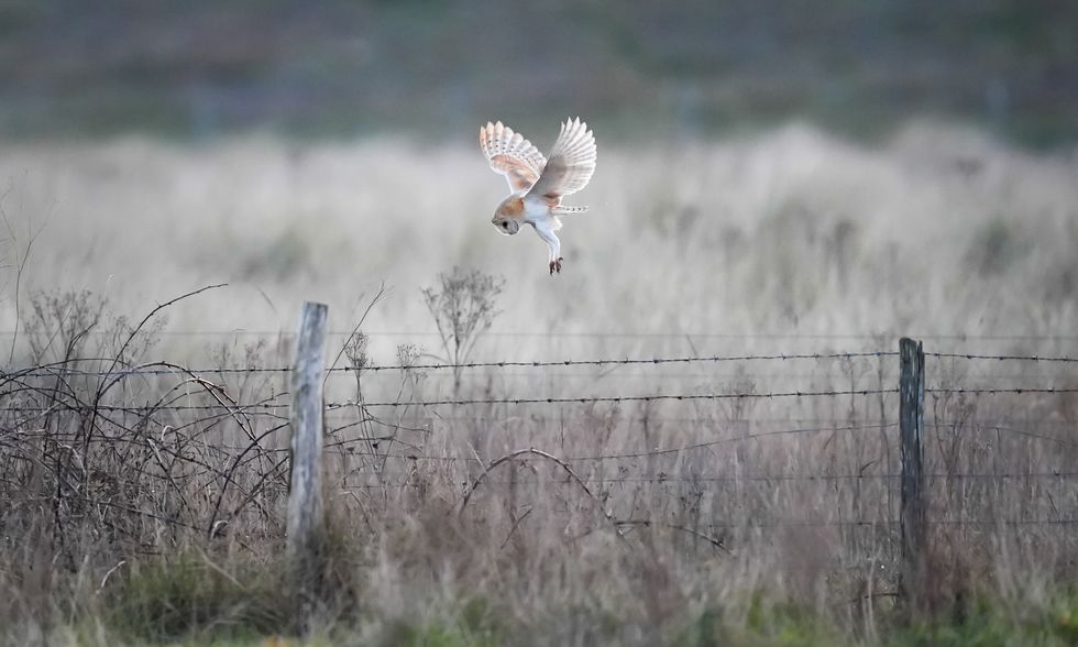 Barn owl breeding success for third year in a row on Co Down farm