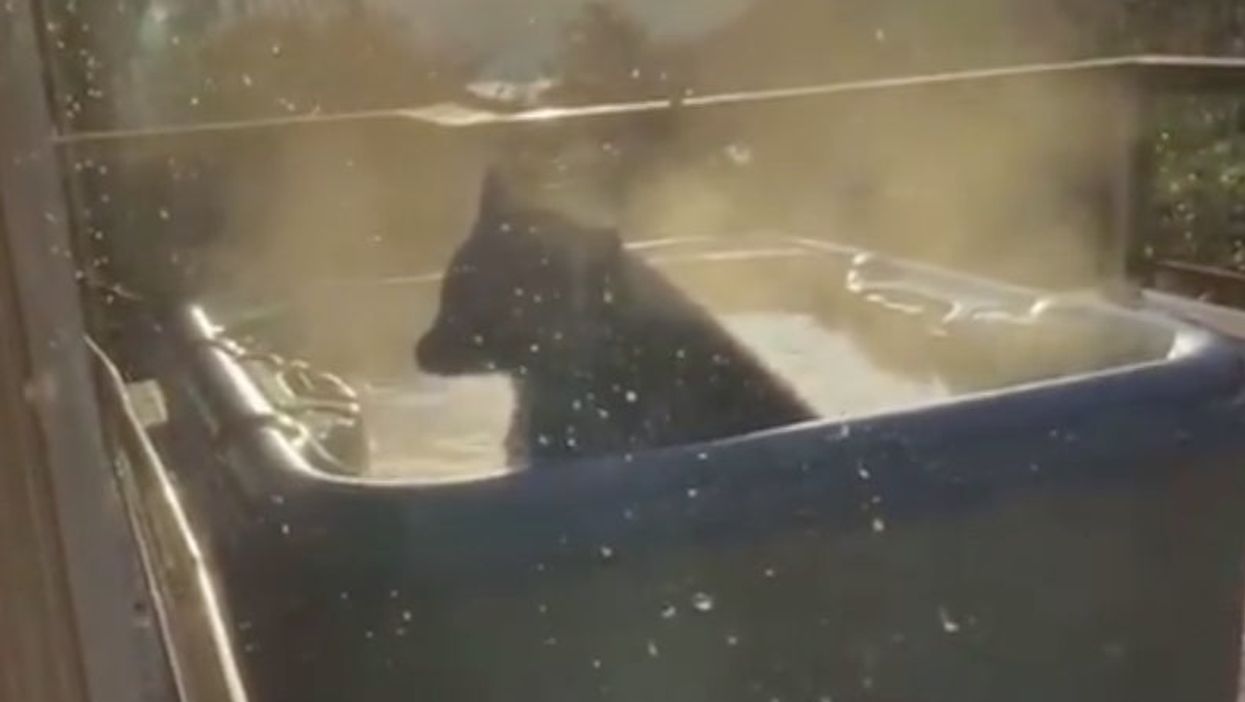 <p>A bear climbing into a jacuzzi</p>
