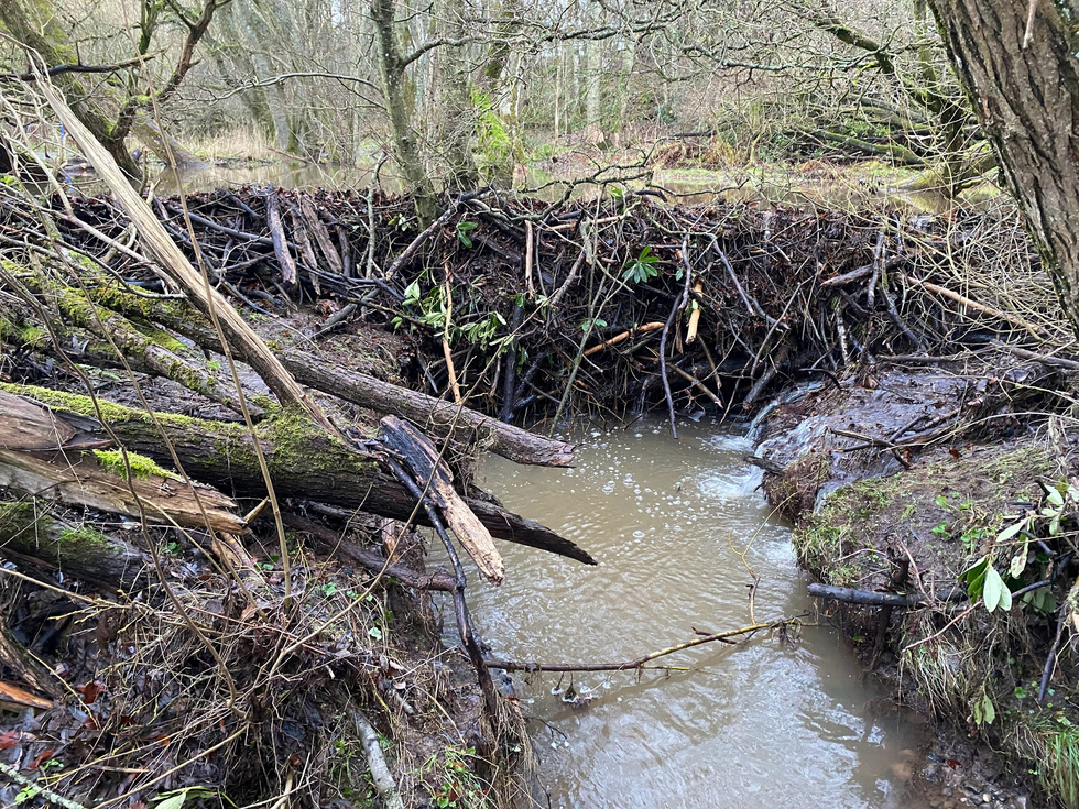A beaver dam found during the survey (Roisin Campbell-Palmer/PA)