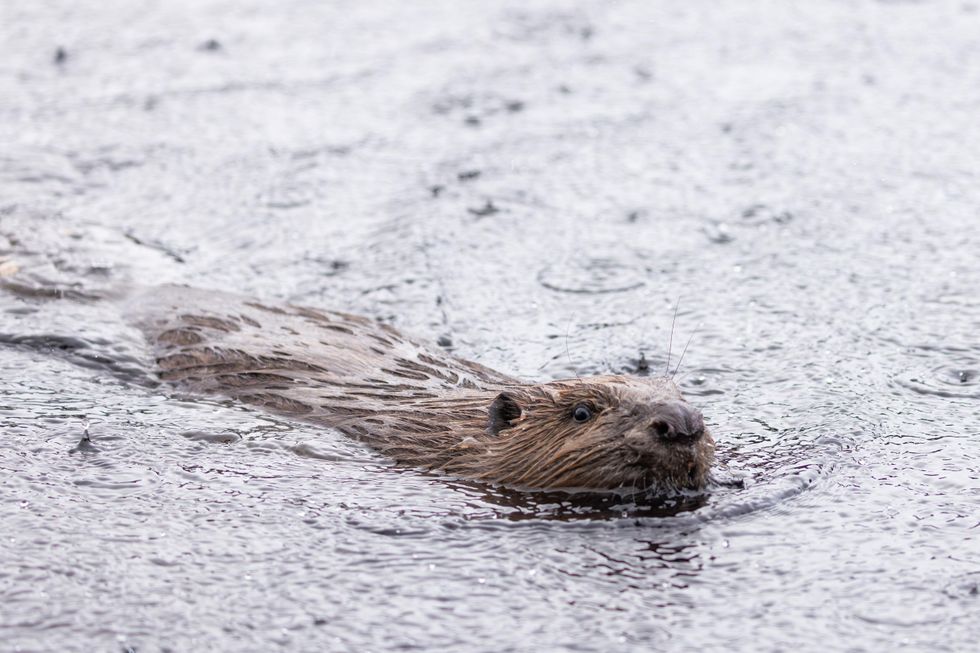 A beaver swimming