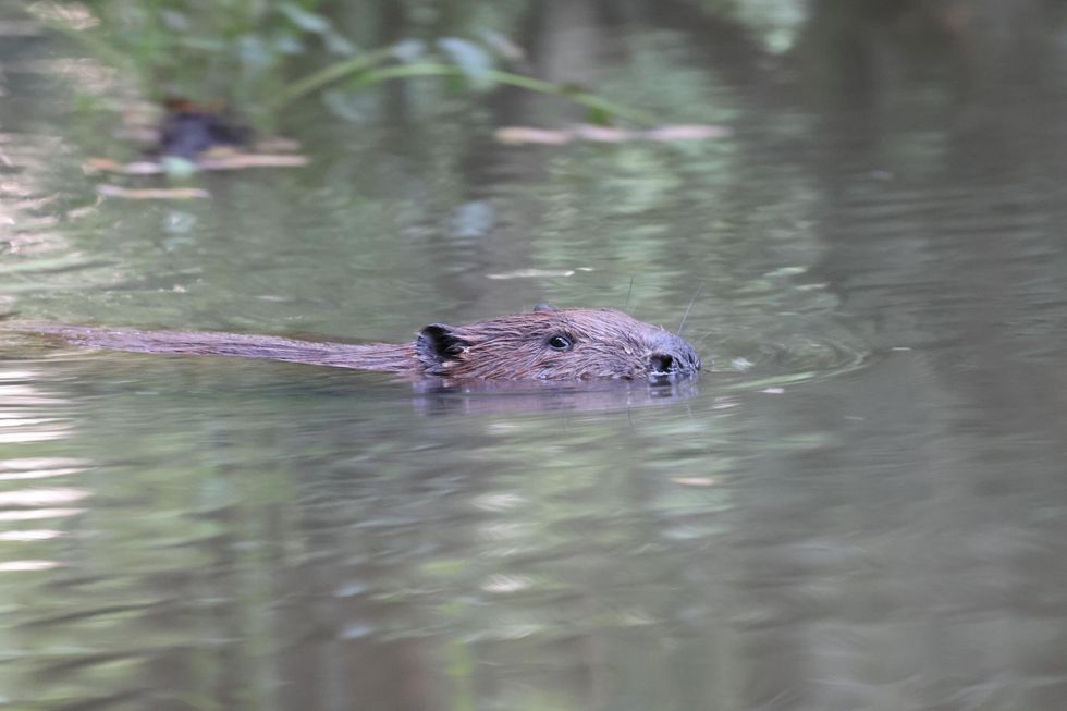 A beaver, with only its upper face and back visible, swims through the water