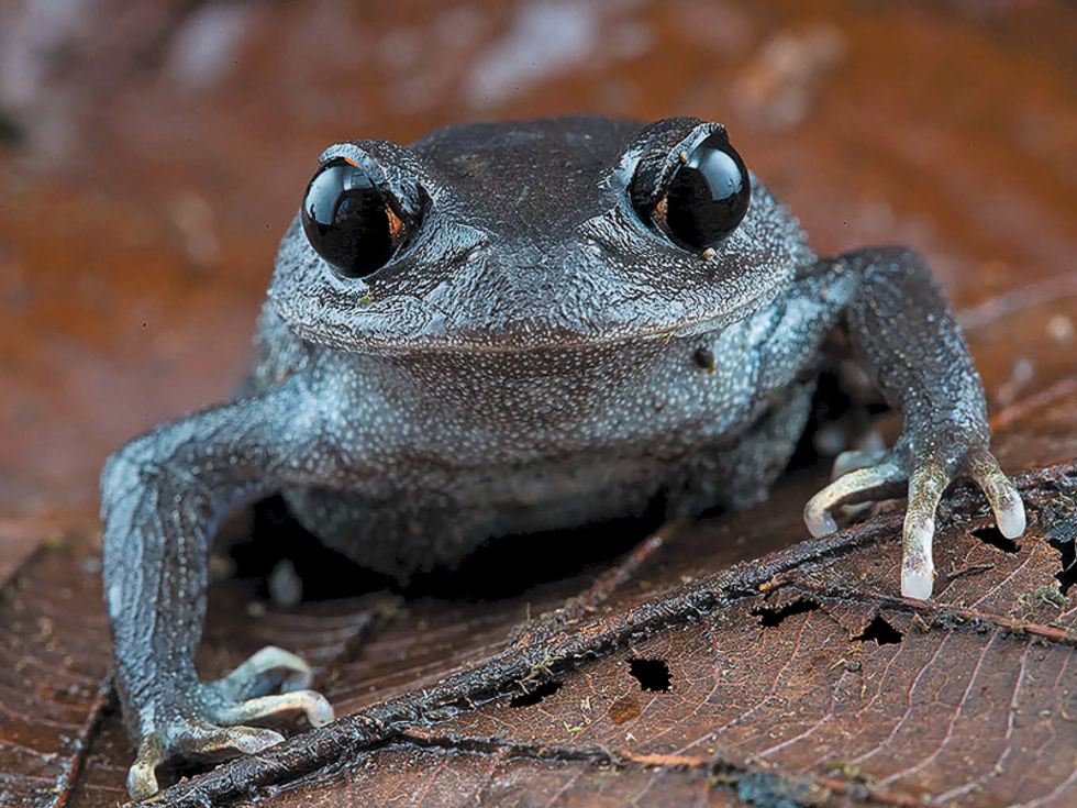 A big-headed frog Leptobrachium lunatum which is threatened by deforestation and harvesting of its tadpoles for food (Piotr Naskrecki/PA)