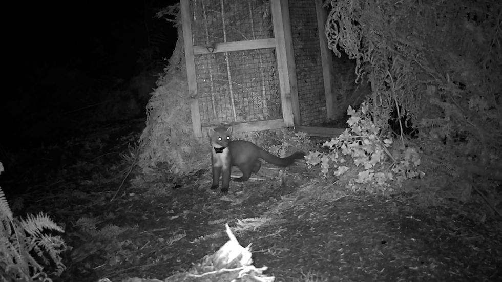 A black and white night-time image of a pine marten outside the front of its pen with the door open