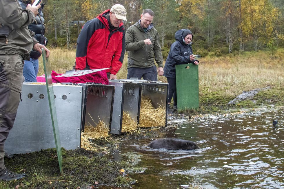 A black beaver kit entering the loch
