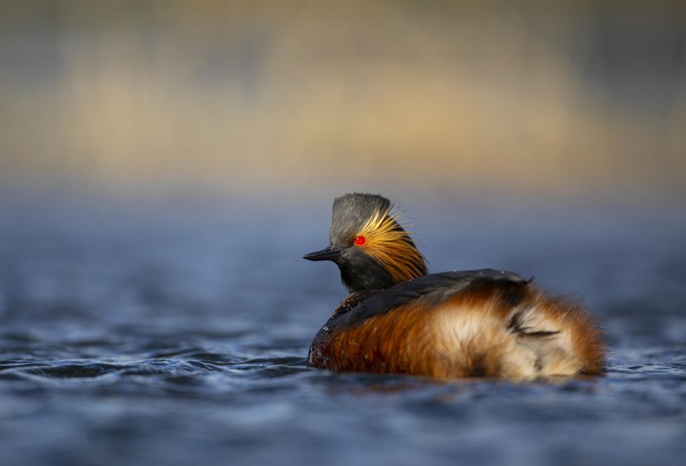 Rare vulnerable bird species sees record year for breeding, RSPB says