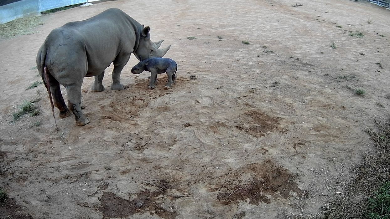 A black rhino calf born at Taronga Western Plains Zoo