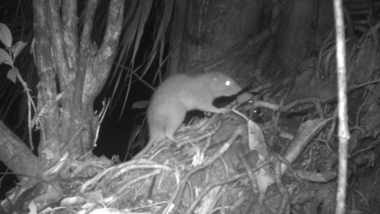 A blurry monotone image of a giant rat in a forest at night