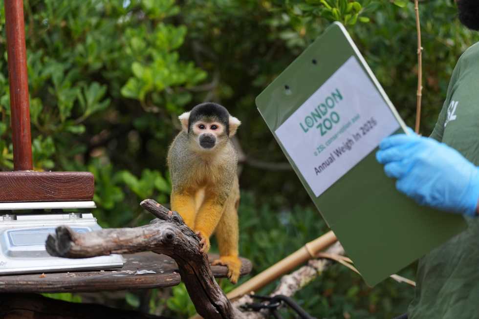 Penguins and capybaras among 10,000 animals on scales for London zoo weigh-in