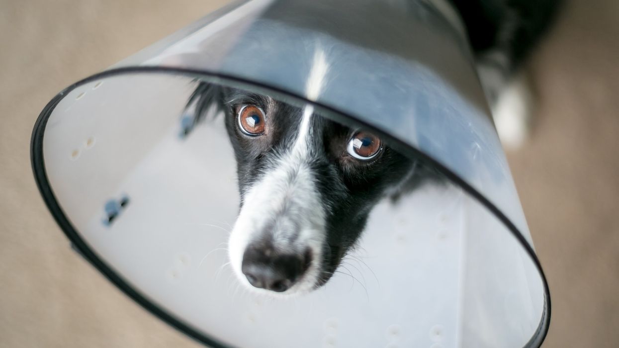 <p>A Border Collie dog wearing a protective Elizabethan collar after surgery</p>