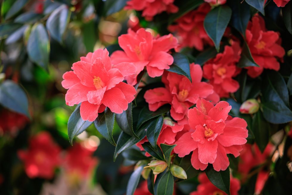 A branch of deep salmon pink flowers of camellias in full bloom