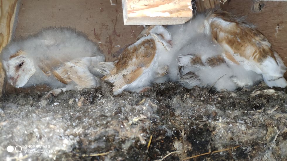 Conservation work yields bumper broods for barn owl community in Co Antrim
