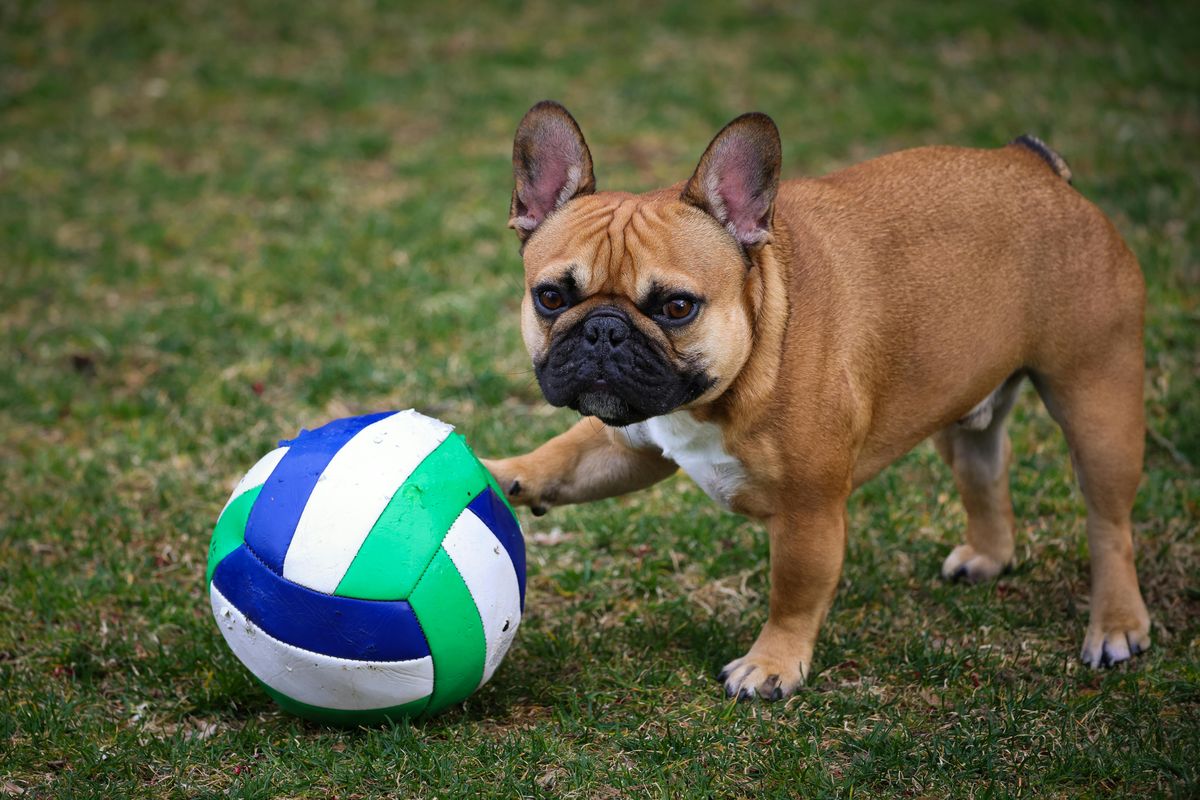 A brown French bulldog paws at a ball on the grass