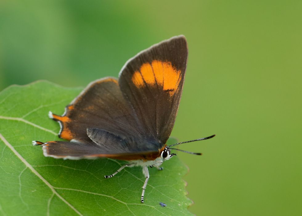 A brown hairstreak rests on a leaf with wings open, revealing brown colouring and a orange streak
