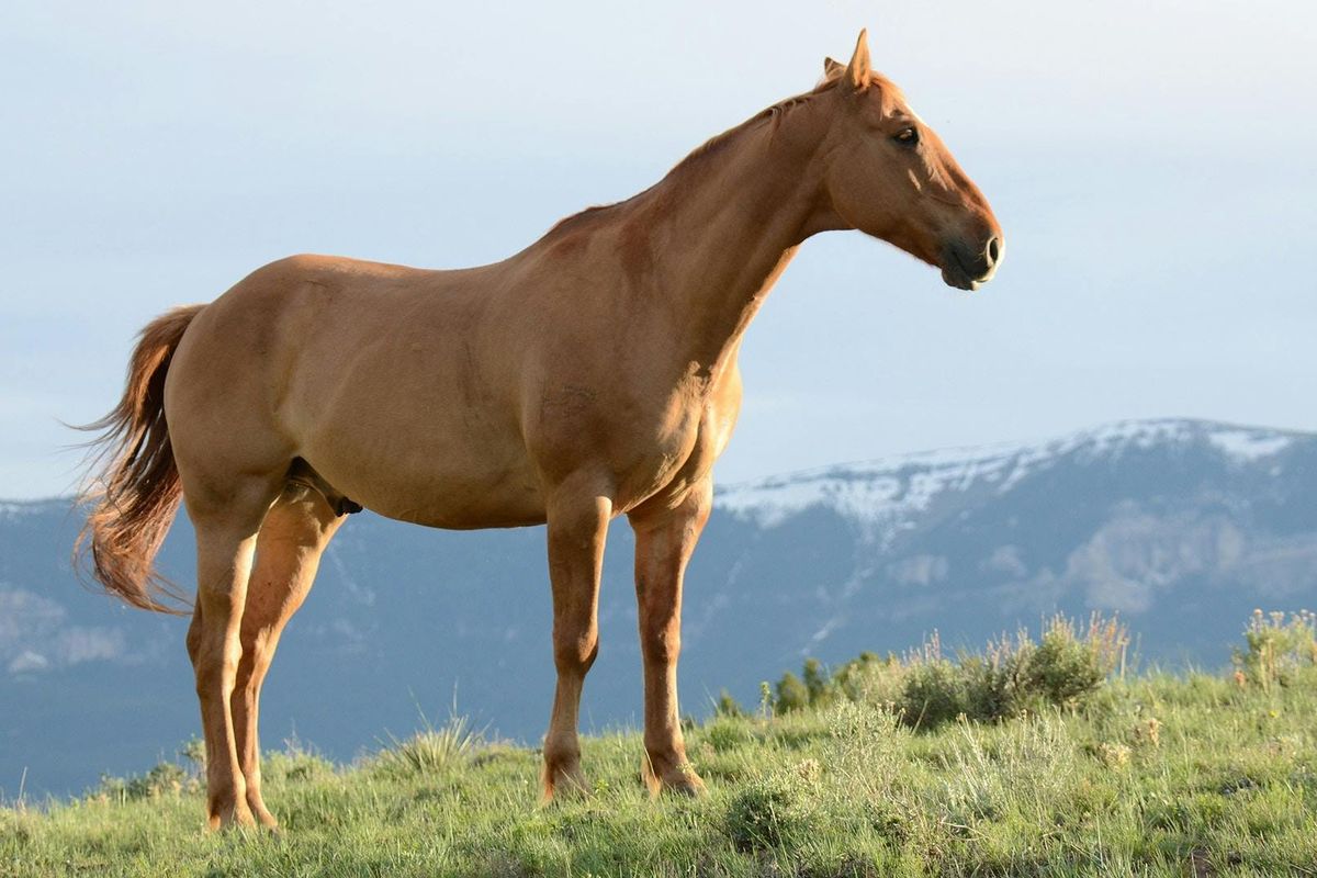 A brown horse stands on a mountainside