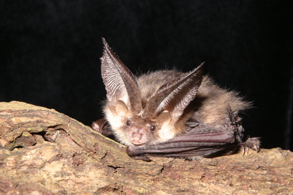 A brown long-eared bat (National Trust Images/Bat Conservation Trust/Hugh Clark/PA)