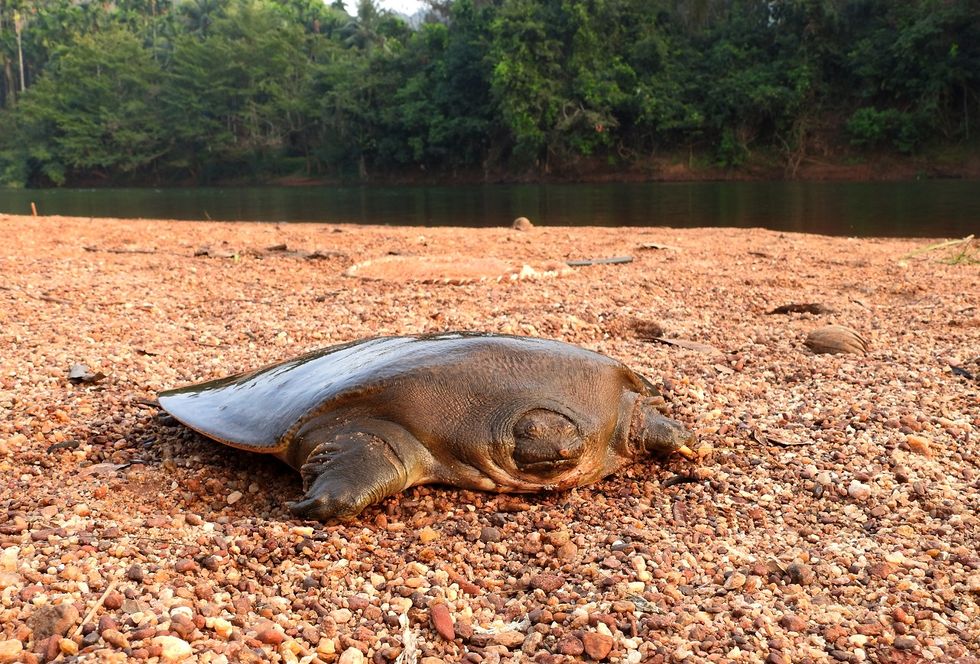‘Secretive’ rare turtle found after detective work by British conservationists