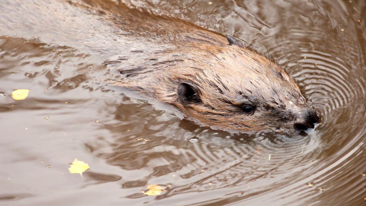 A captive European Beaver at the Highland Wildlife Park (Lorne Gill/NatureScot)