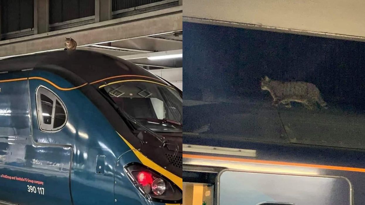 A cat walks about on top of a train at London Euston station