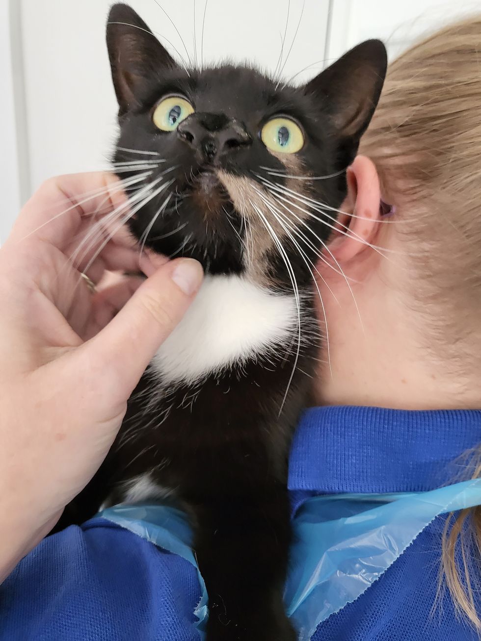 Cat with two noses deemed ‘one-of-a-kind’ by adoption centre